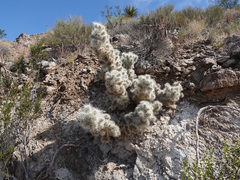 Cylindropuntia multigeniculata