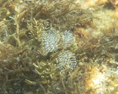 Pennaria disticha