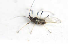 Aphis craccivora