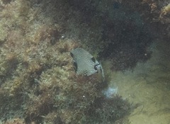 Lactophrys triqueter