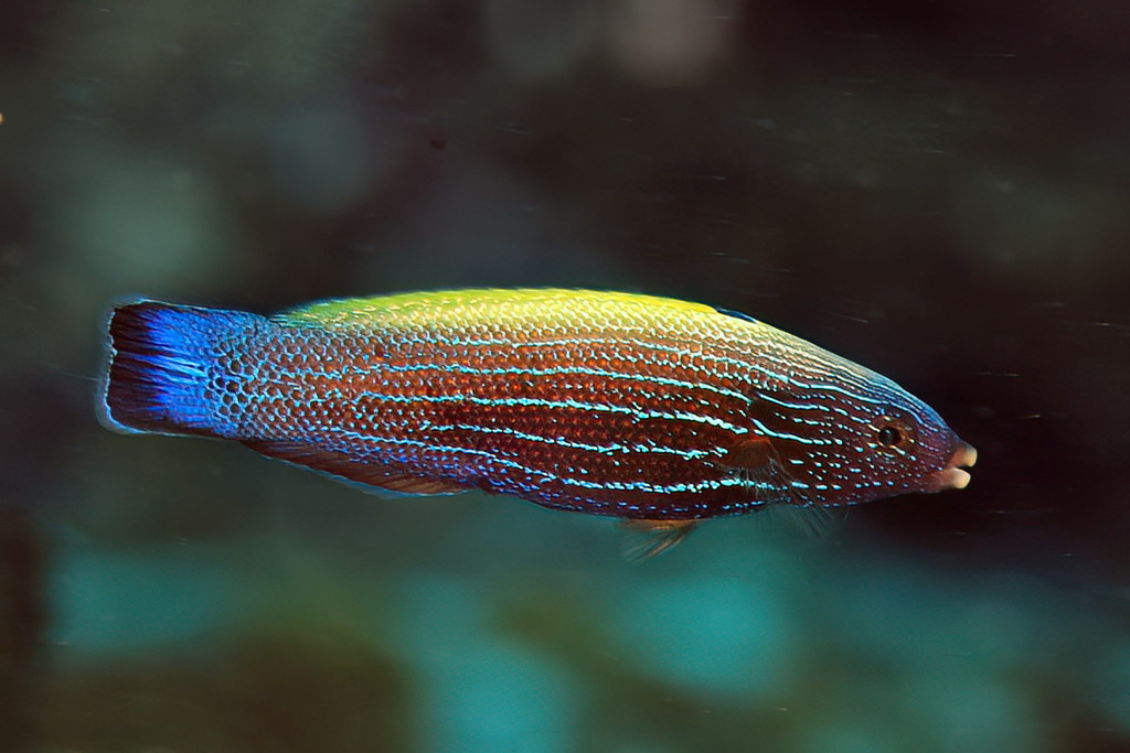 Yellowback tubelip (Labropsis xanthonota) — Labridae