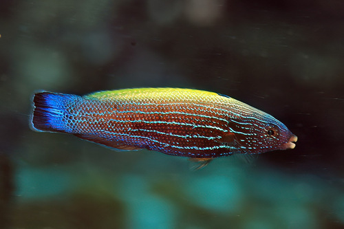 Geelrug-buislip-lipvis (Labropsis xanthonota) — Labridae