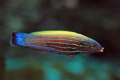 Labropsis xanthonota