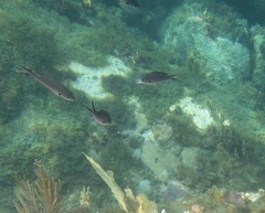 Azurina multilineata