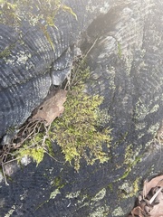 Calliergonella cuspidata