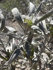 Eriodictyon tomentosum