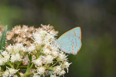 Erora quaderna quaderna