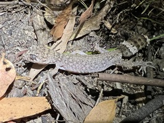 Uvidicolus sphyrurus