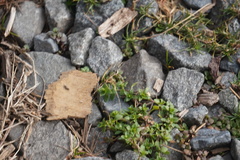 Arenaria