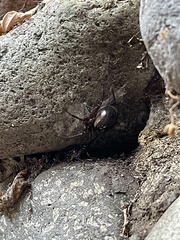 Steatoda nobilis