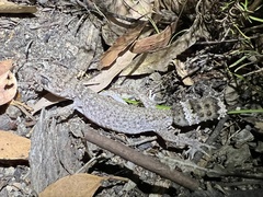 Uvidicolus sphyrurus