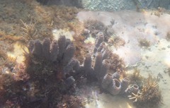 Callyspongia aculeata