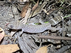Uvidicolus sphyrurus