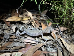 Uvidicolus sphyrurus