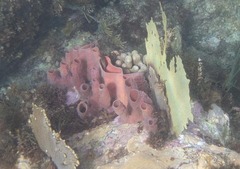 Callyspongia aculeata