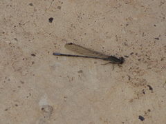 Argia