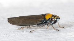 Graphocephala janzeni