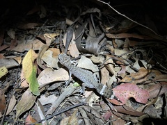 Uvidicolus sphyrurus