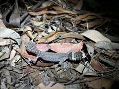 Uvidicolus sphyrurus