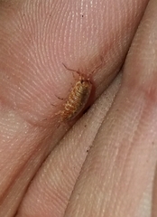 Porcellionides cingendus