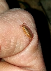 Porcellionides cingendus