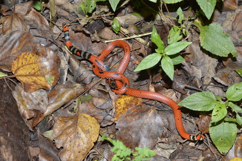 Uruguayan coral snake, Micrurus altirostris