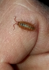 Porcellionides cingendus