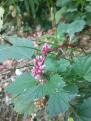 Cuscuta europaea