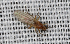 Lonchoptera bifurcata