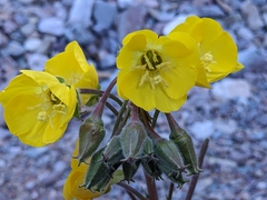Chylismia