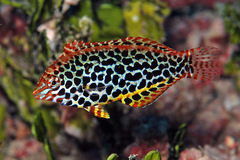 Blackspotted Wrasse photo 4