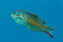 Blackspotted Wrasse photo 1