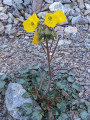 Chylismia
