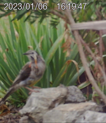 Anthochaera paradoxa