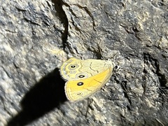 Hypocysta euphemia