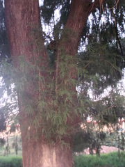 Taxodium mucronatum
