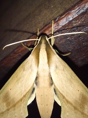 Xylophanes anubus