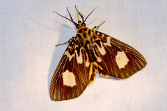 Asota plagiata