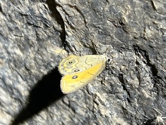 Hypocysta euphemia