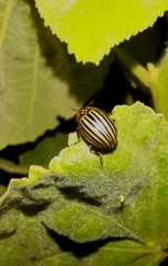 Doryphorina