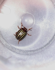 Doryphorina