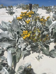 Senecio candidans