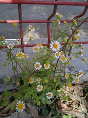 Perityle microglossa