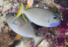 Xanthichthys auromarginatus