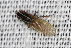 Poecilohetaerus aquilus