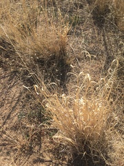 Panicum hallii