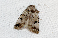 Thoracolopha flexirena