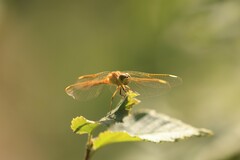 Sympetrum costiferum
