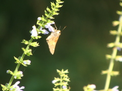 Lon melane vitellina