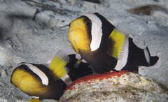 Amphiprion polymnus